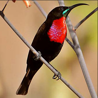 ScarletChestedSunbird